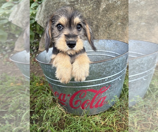 Medium Photo #3 Schnoodle (Miniature) Puppy For Sale in MIDDLEBURY, IN, USA