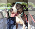 Small #10 American Pit Bull Terrier-American Staffordshire Terrier Mix