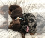 Small Photo #5 Dachshund Puppy For Sale in ZEBULON, NC, USA