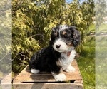 Small Photo #4 Bernedoodle (Miniature) Puppy For Sale in MIDDLEBURY, IN, USA