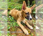 Small #2 Mutt