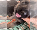 Small Photo #4 German Shepherd Dog Puppy For Sale in KENNESAW, GA, USA