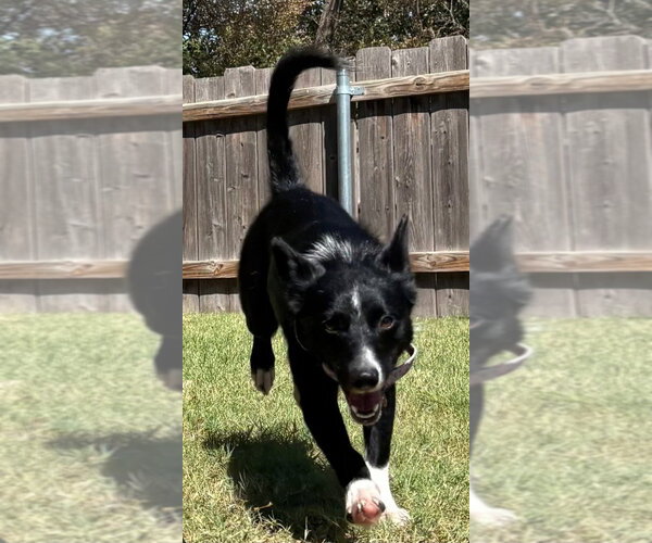Medium Photo #1 Border Collie Puppy For Sale in Great Bend, KS, USA
