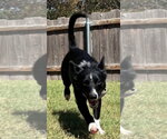 Calioupe - Female Border Collie Dog for Adoption - Small photo