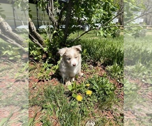Miniature Australian Shepherd Puppy for sale in ROCKY MOUNT, VA, USA