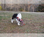 Small Photo #37 Old English Sheepdog Puppy For Sale in MARIONVILLE, MO, USA