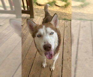 Siberian Husky-Unknown Mix Dogs for adoption in Wetumpka, AL, USA