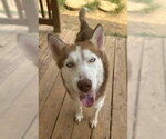 Small Siberian Husky Mix