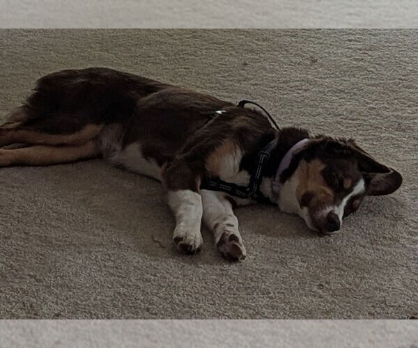 Medium Photo #4 Border-Aussie Puppy For Sale in Princeton, MN, USA