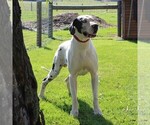 Small Photo #1 Great Dane Puppy For Sale in LITITZ, PA, USA