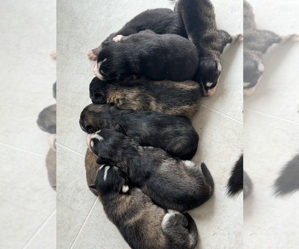 Medium Photo #1 Mutt-Siberian Husky Mix Puppy For Sale in Roslin, Ontario, Canada