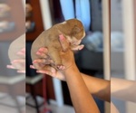 Puppy 2 Olde English Bulldogge