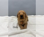 Small #3 Golden Retriever