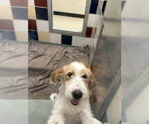 Labradoodle Dogs for adoption in Plano, TX, USA
