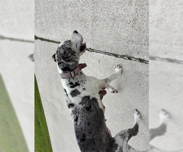 Medium Photo #1 Great Dane Puppy For Sale in Houston, TX, USA