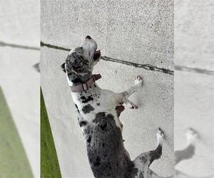 Great Dane Dogs for adoption in Houston, TX, USA