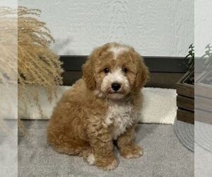 Bichpoo Puppy for sale in ARTHUR, IL, USA