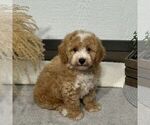 Small Bichpoo