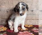 Small #2 Miniature Australian Shepherd-Mutt Mix