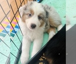 Small Photo #61 Miniature Australian Shepherd Puppy For Sale in LA CANADA FLINTRIDGE, CA, USA