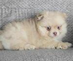 Small #3 Pomeranian