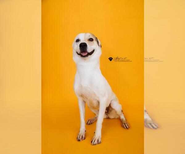 Medium Photo #5 Australian Shepherd-Catahoula Leopard Dog Mix Puppy For Sale in Rockwall, TX, USA