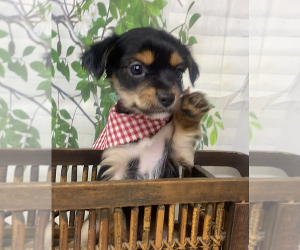 Medium Photo #2 Shorkie Tzu Puppy For Sale in SELLERSBURG, IN, USA