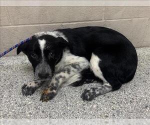 Border Collie-Unknown Mix Dogs for adoption in Conroe, TX, USA