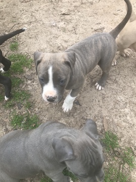 Medium Photo #35 American Pit Bull Terrier Puppy For Sale in GRIFFIN, GA, USA