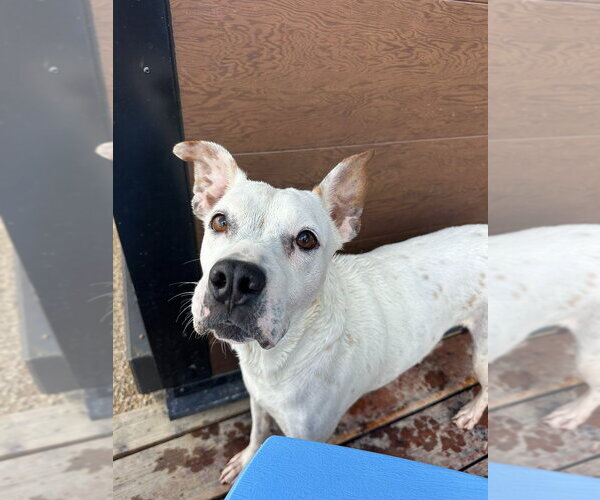 Medium Photo #4 Mutt Puppy For Sale in Salt Lake City, UT, USA