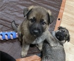 Small Photo #15 German Shepherd Dog Puppy For Sale in MADISON HEIGHTS, VA, USA