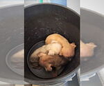 Small #6 Staffordshire Bull Terrier Mix