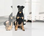 Small #6 Doberman Pinscher