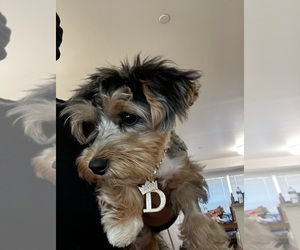 Yorkshire Terrier Puppy for sale in DOVER, DE, USA