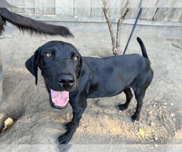 Medium Photo #3 Labrador Retriever-Unknown Mix Puppy For Sale in Clovis, CA, USA