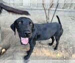 Small #2 Labrador Retriever Mix