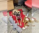 Small #1 Bullmastiff Mix