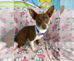 Gus - Male Chihuahua-Unknown Mix Dog for Adoption - Small photo
