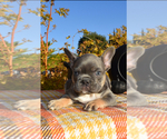 Puppy Bruno French Bulldog