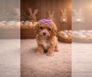 Poochon Puppy for sale in RIPLEY, MS, USA