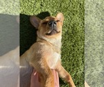 Small #7 Dachshund