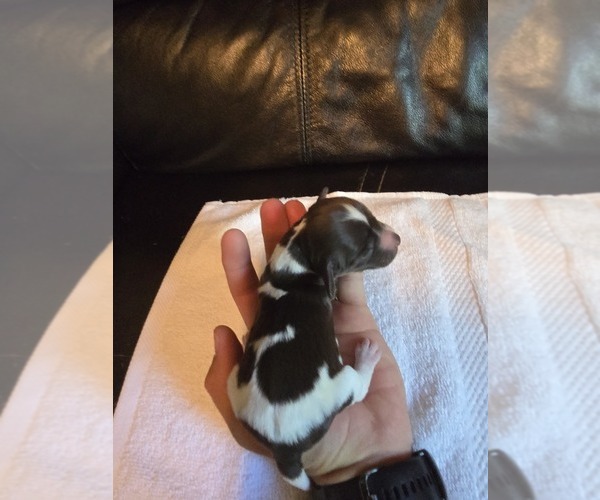 Medium Photo #6 Brittany Puppy For Sale in FORT COLLINS, CO, USA