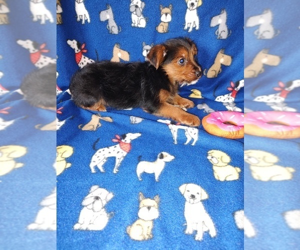 Medium Photo #11 Yorkshire Terrier Puppy For Sale in LAPEER, MI, USA