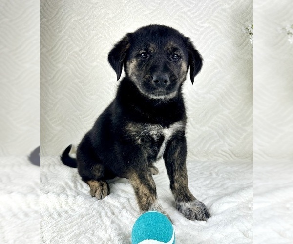 Medium Photo #2 Golden Shepherd Puppy For Sale in GREENFIELD, IN, USA