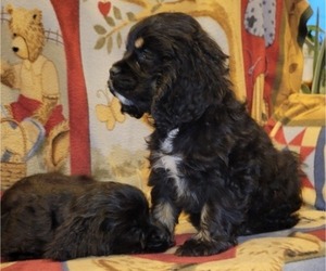 Cocker Spaniel Litter for sale in WITHEE, WI, USA