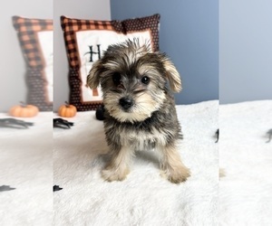 Snorkie Puppy for sale in GREENWOOD, IN, USA