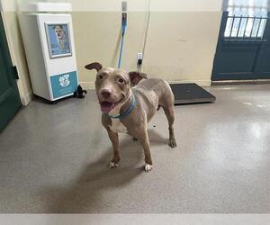 Medium American Pit Bull Terrier Mix