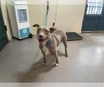 Small American Pit Bull Terrier Mix