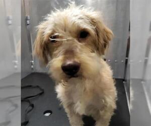 Mutt Dogs for adoption in San Antonio, TX, USA