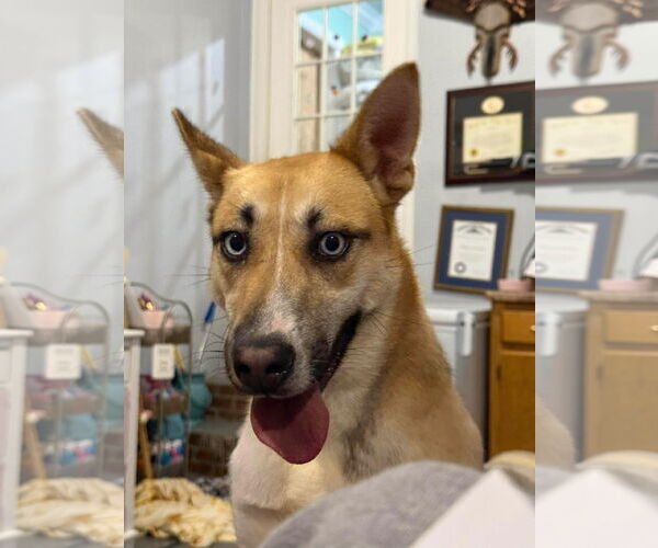 Medium Photo #3 Mutt Puppy For Sale in Westwood, NJ, USA